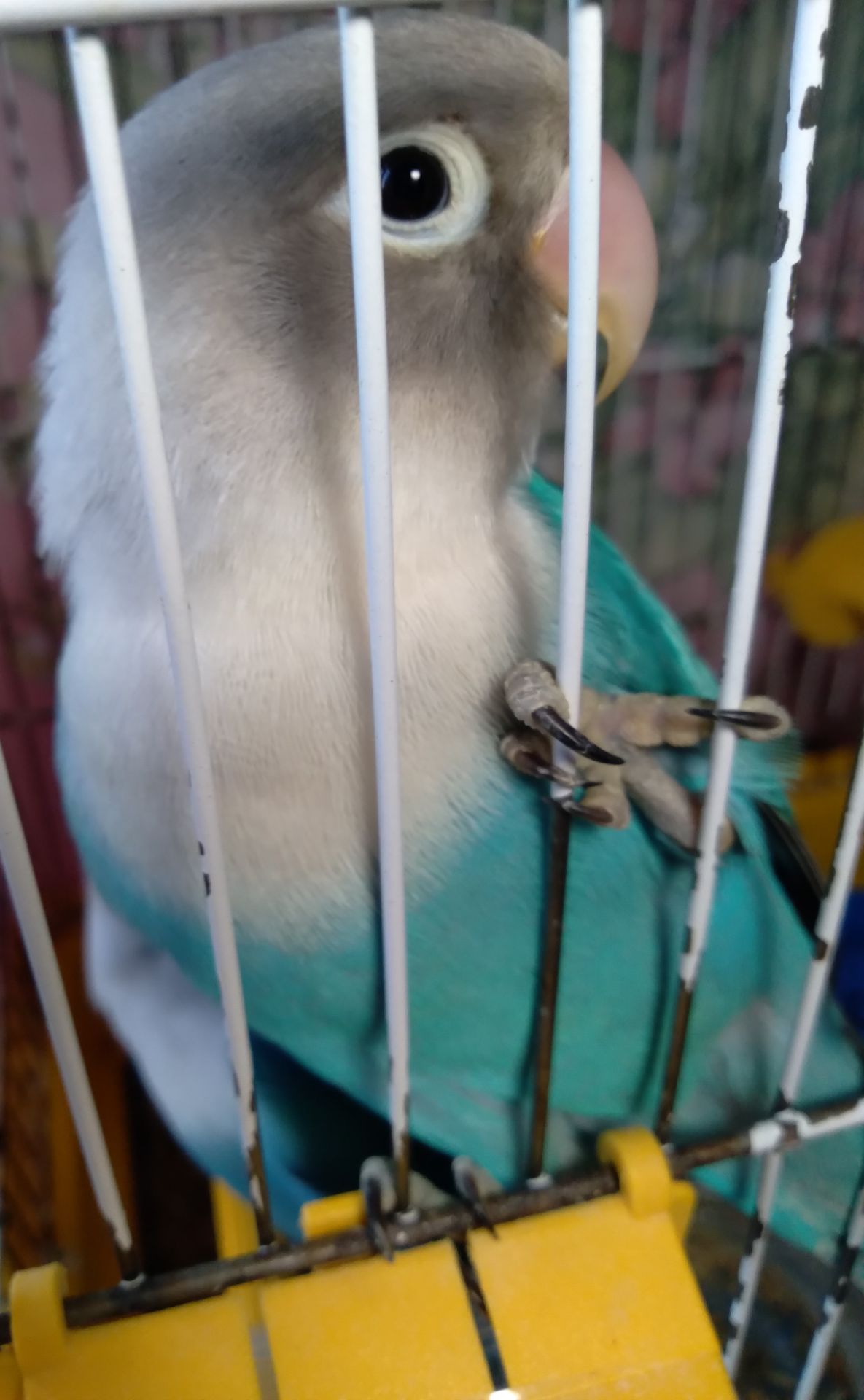 Неразлучники Фишера молоденькая парочка