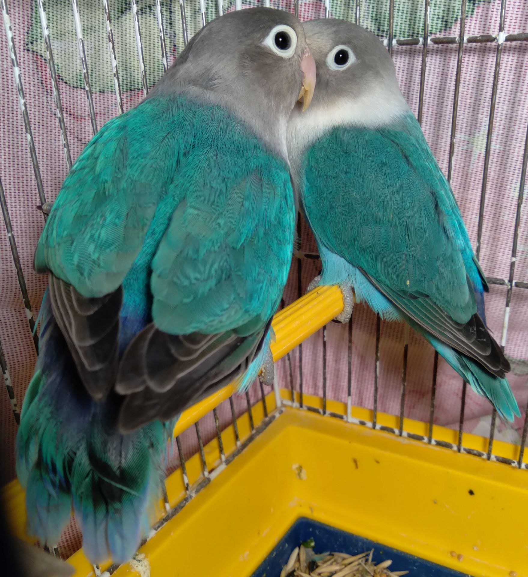 Неразлучники Фишера молоденькая парочка