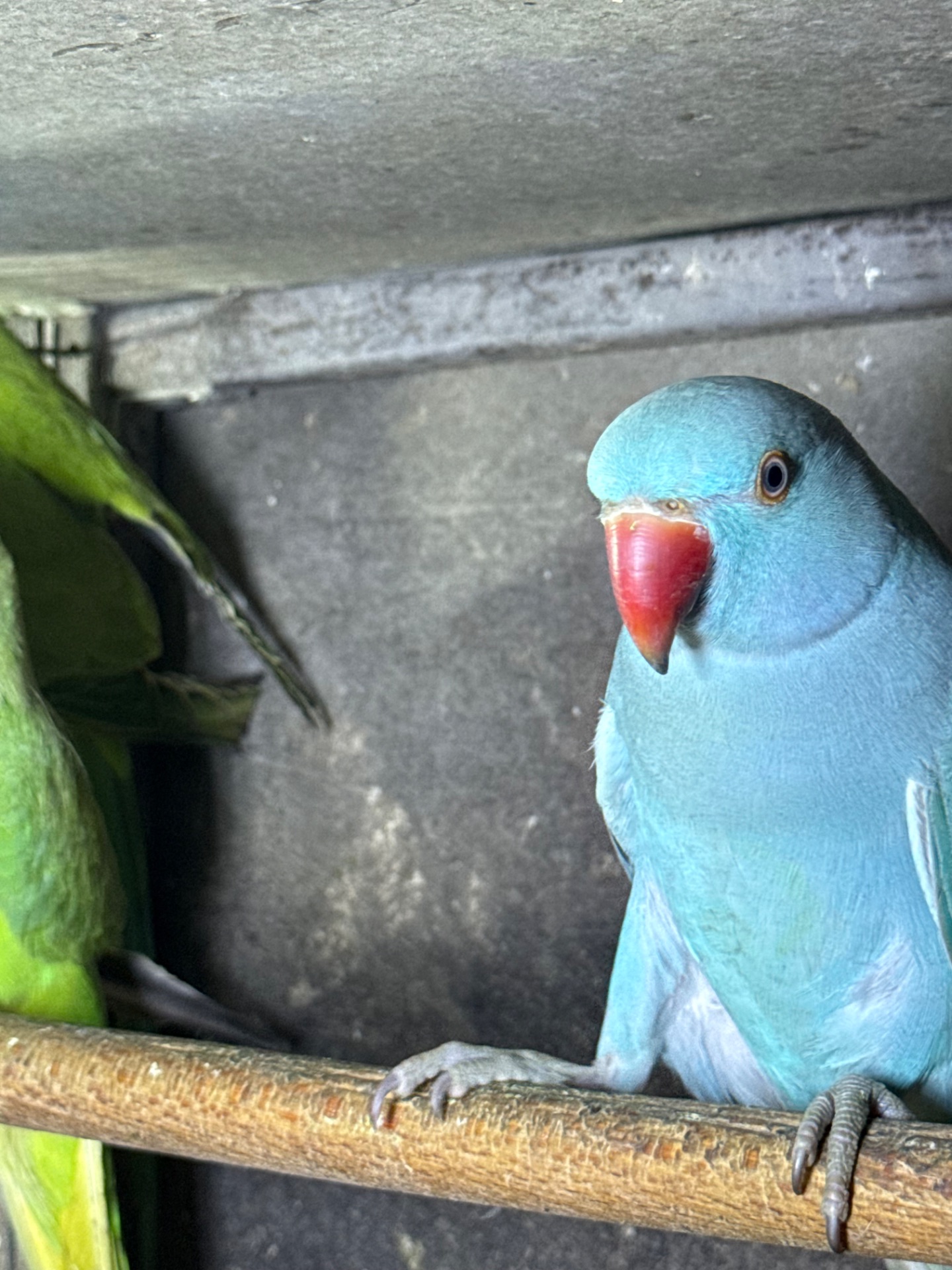 Ожерелові папуги сині, зелені, жовті та білі, говорять