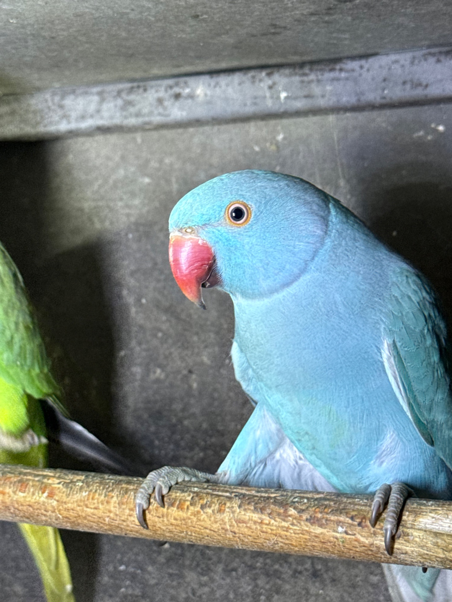 Ожерелові папуги сині, зелені, жовті та білі, говорять