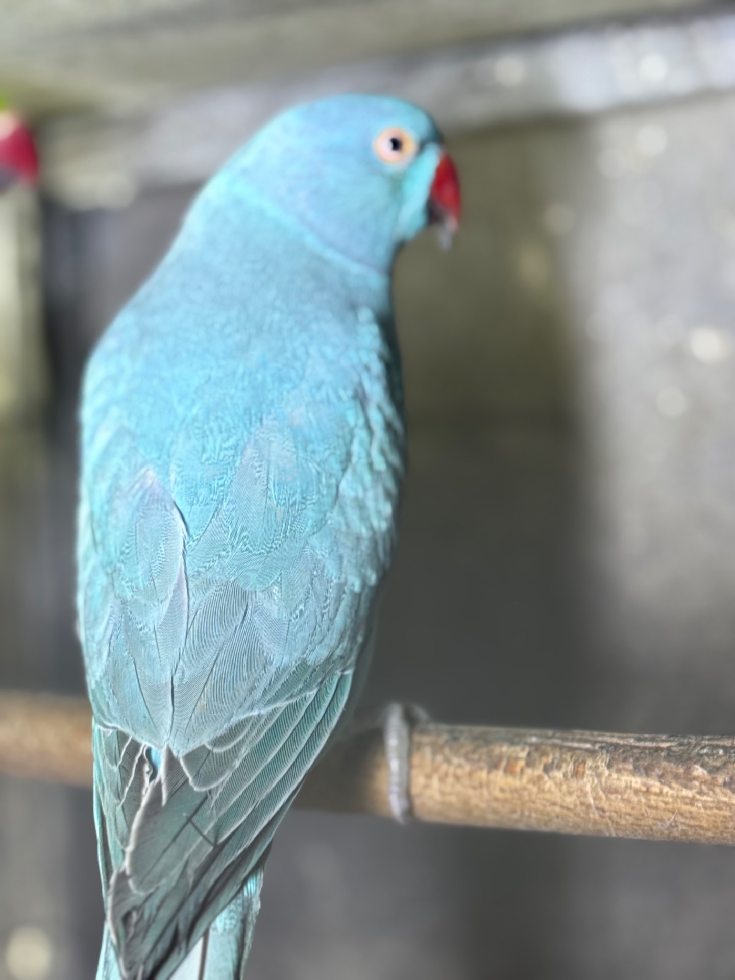 Ожерелові папуги сині, зелені, жовті та білі, говорять