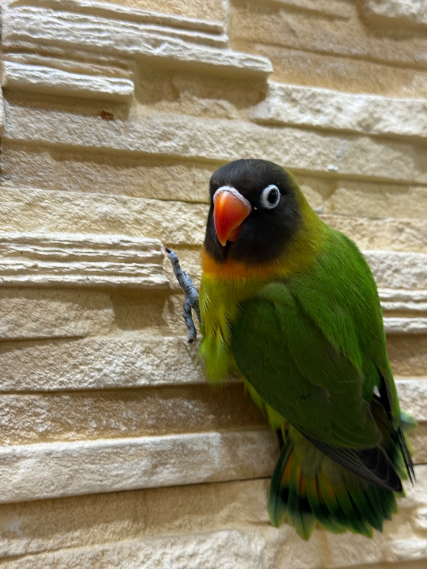 Маскові нерозлучними молоді та контактні