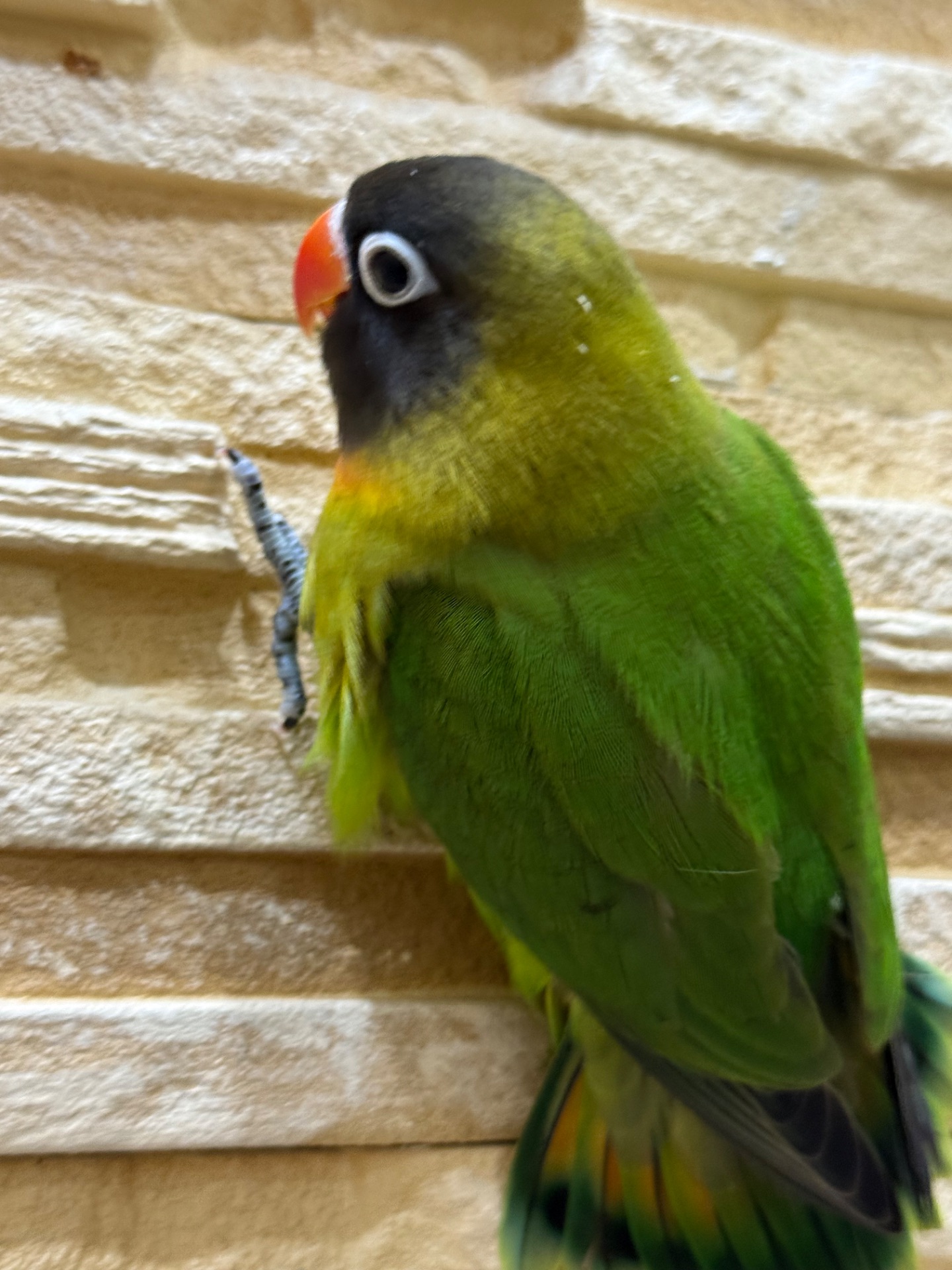 Маскові нерозлучними молоді та контактні