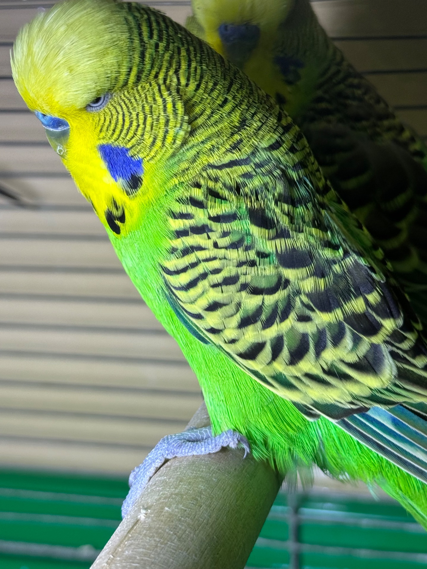 Хвилясті папуги чехи Виставкові