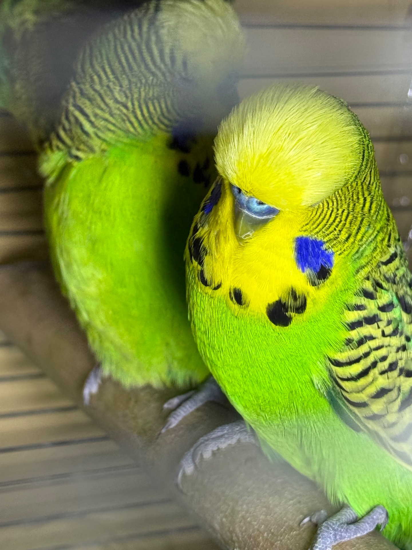 Хвилясті папуги чехи Виставкові