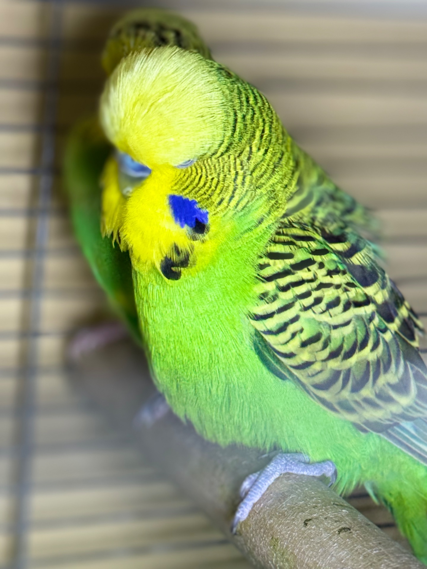 Хвилясті папуги чехи Виставкові