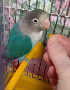 Неразлучники Фишера молоденькая парочка