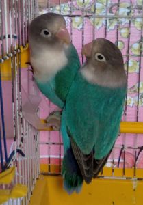 Неразлучники Фишера молоденькая парочка