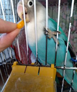 Неразлучники Фишера молоденькая парочка