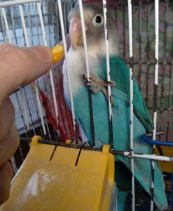 Неразлучники Фишера молоденькая парочка