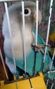 Неразлучники Фишера молоденькая парочка