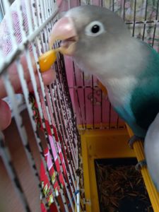 Неразлучники Фишера молоденькая парочка