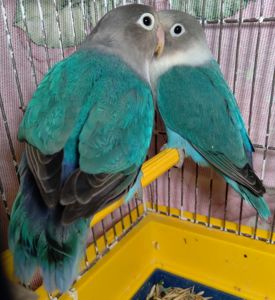 Неразлучники Фишера молоденькая парочка