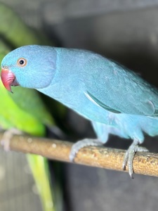 Ожерелові папуги сині, зелені, жовті та білі, говорять