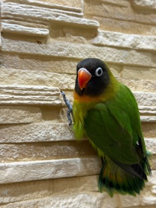 Маскові нерозлучними молоді та контактні