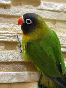 Маскові нерозлучними молоді та контактні