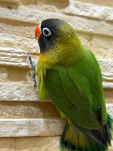 Маскові нерозлучними молоді та контактні