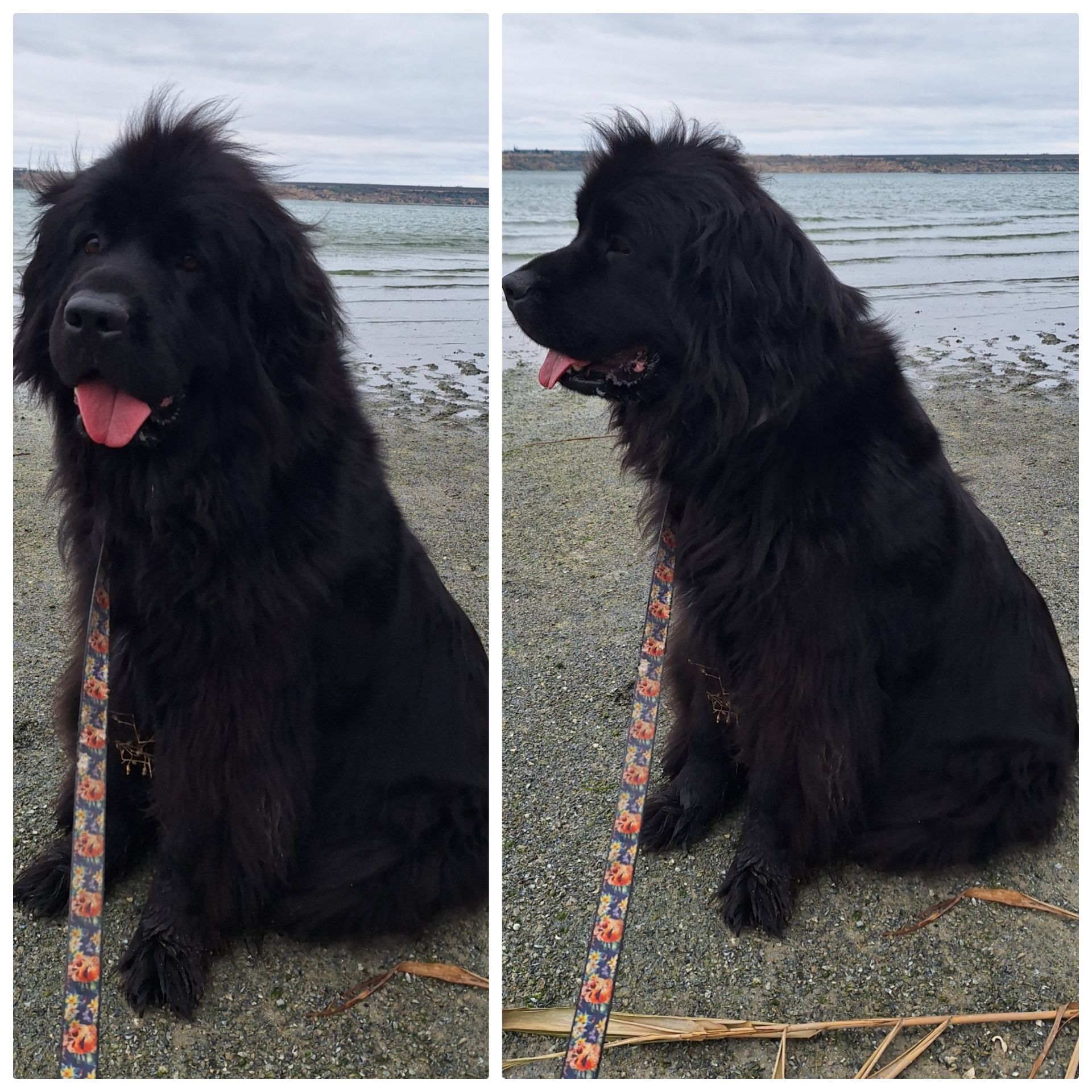 Ньюфаундленд цуценята КСУ -FCI