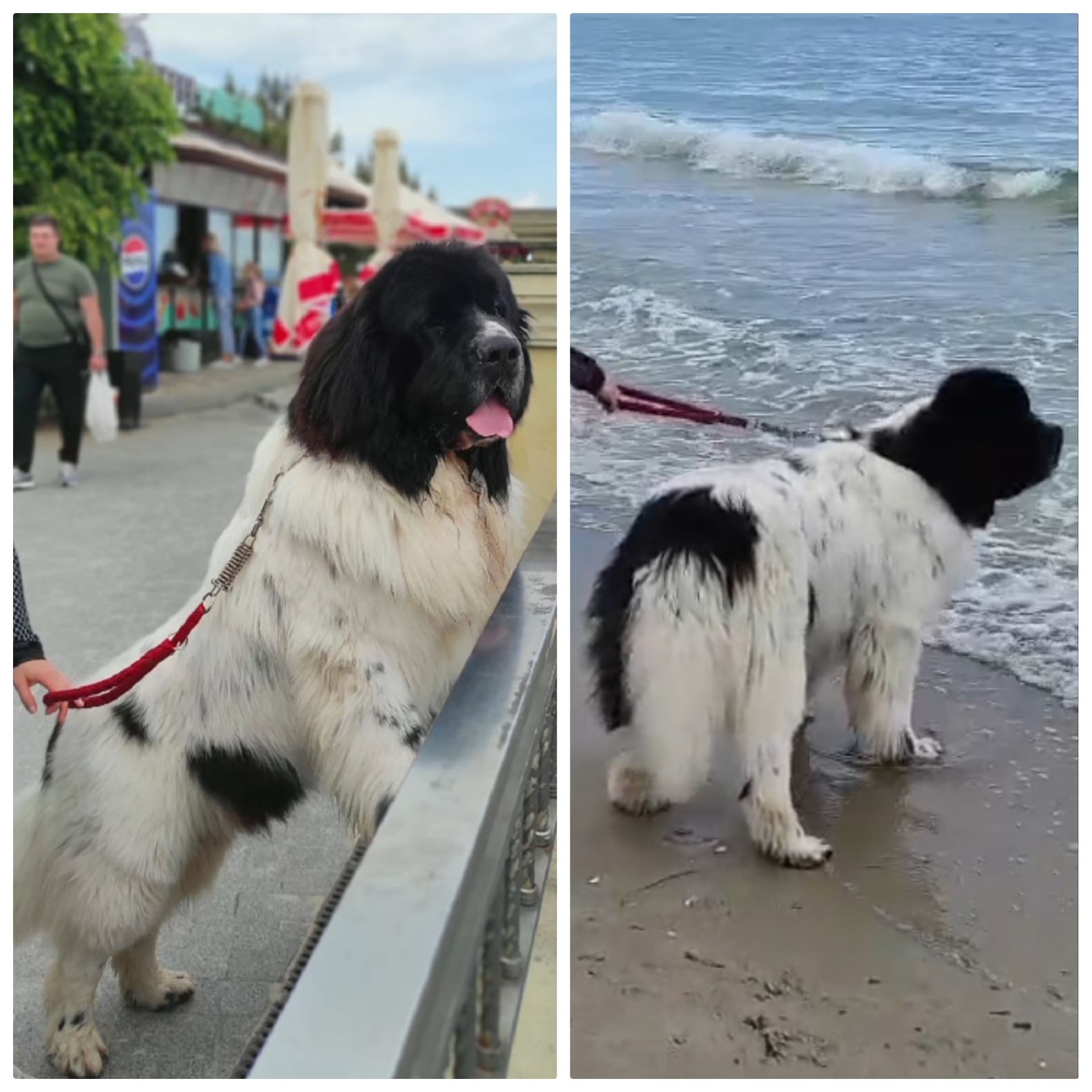 Ньюфаундленд цуценята КСУ -FCI