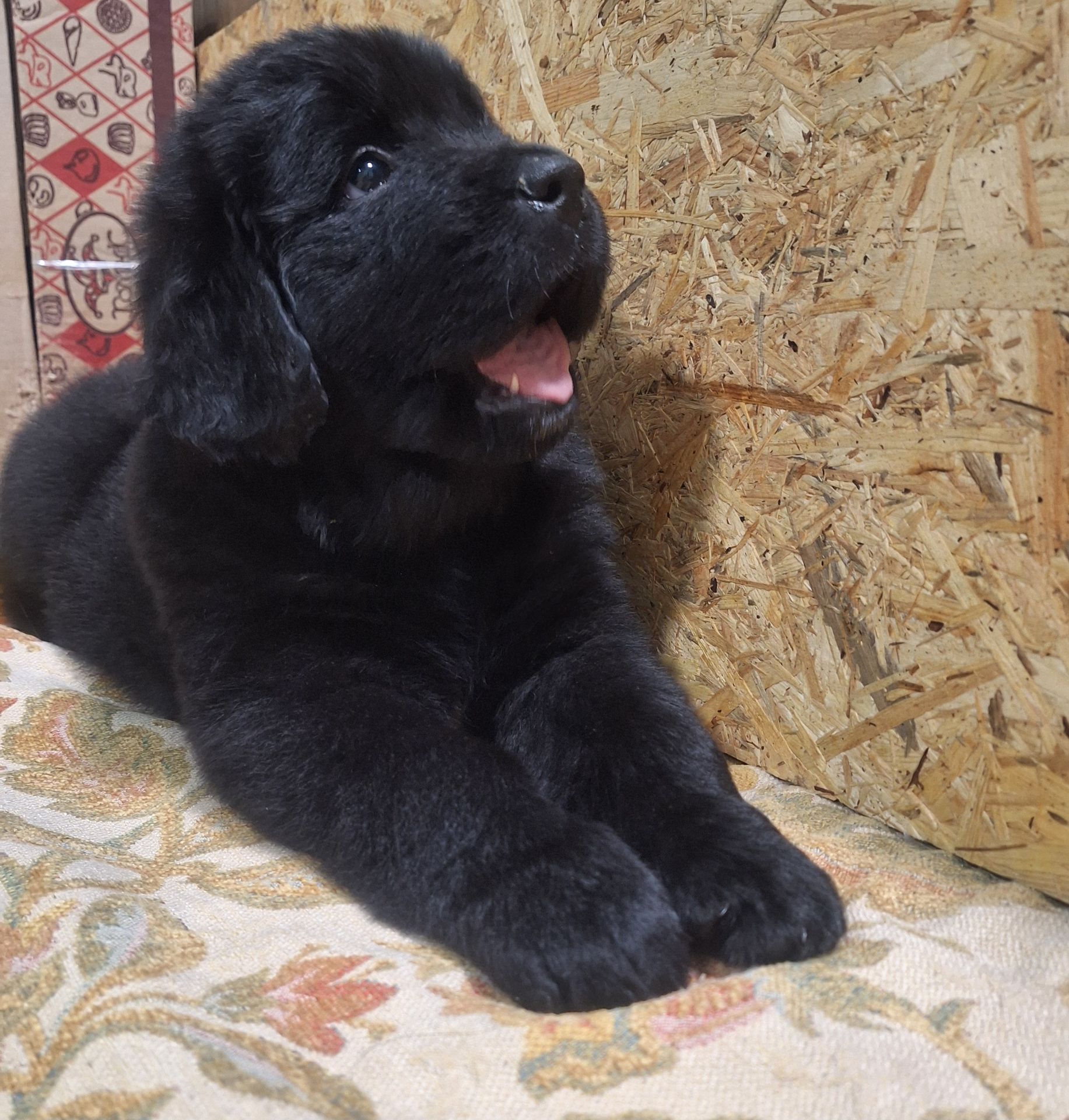 Ньюфаундленд цуценята КСУ -FCI