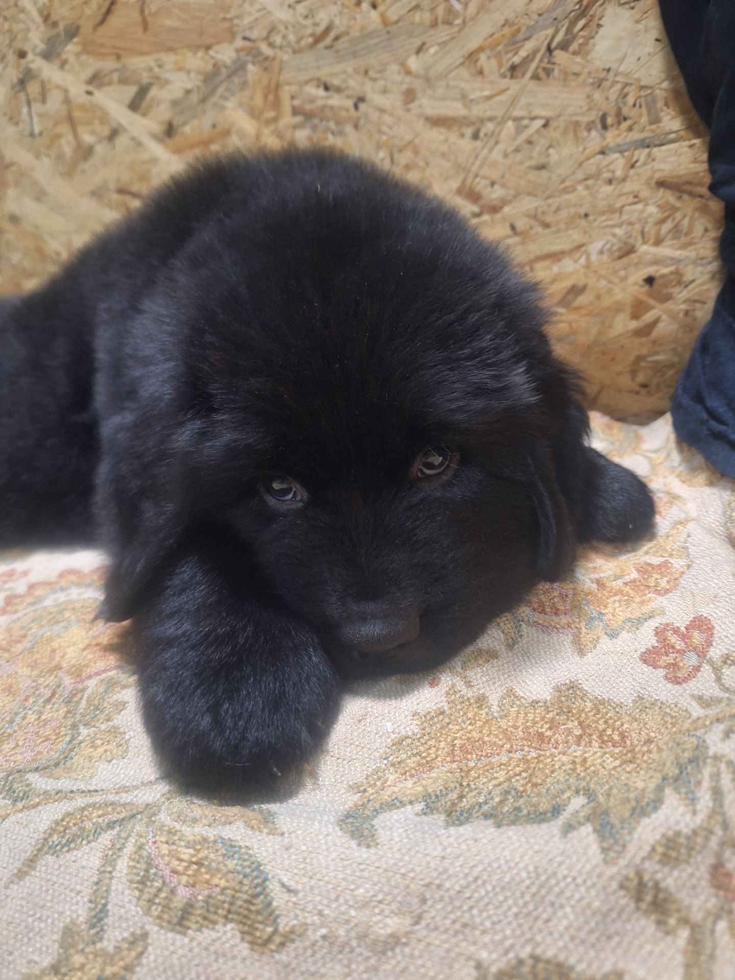 Ньюфаундленд цуценята КСУ -FCI