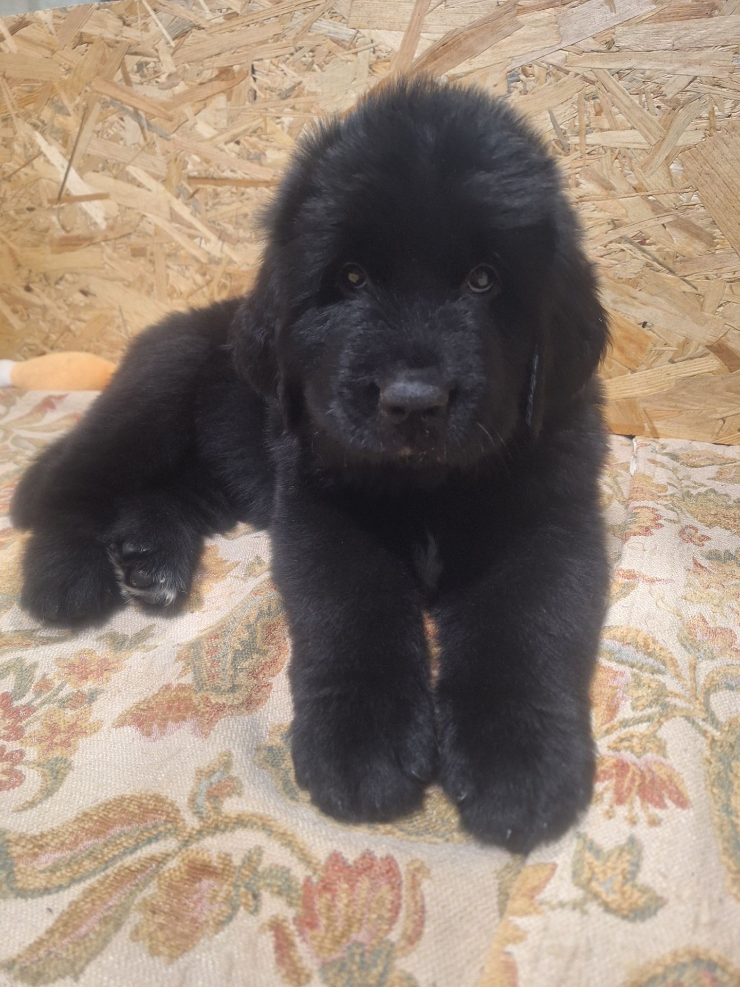 Ньюфаундленд цуценята КСУ -FCI