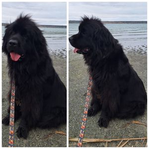 Ньюфаундленд цуценята КСУ -FCI