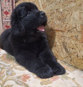 Ньюфаундленд цуценята КСУ -FCI