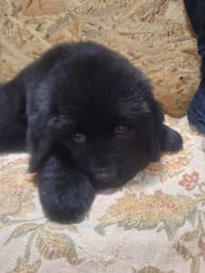 Ньюфаундленд цуценята КСУ -FCI