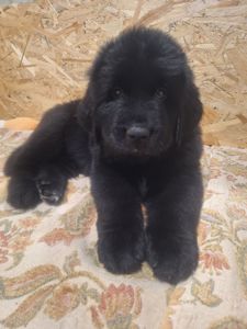 Ньюфаундленд цуценята КСУ -FCI