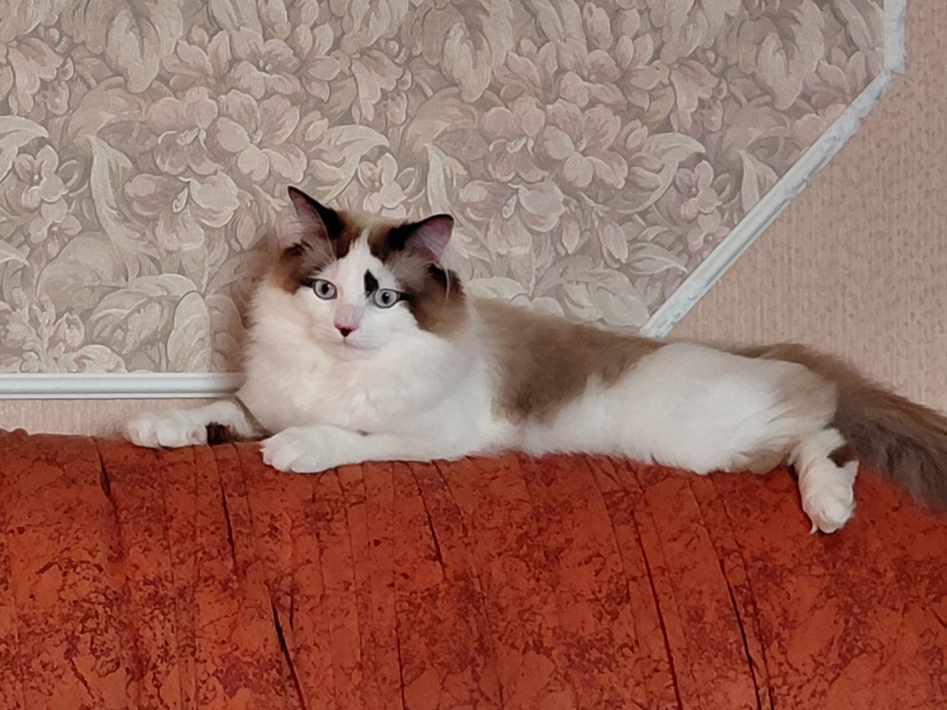 Кошенят породи регдол