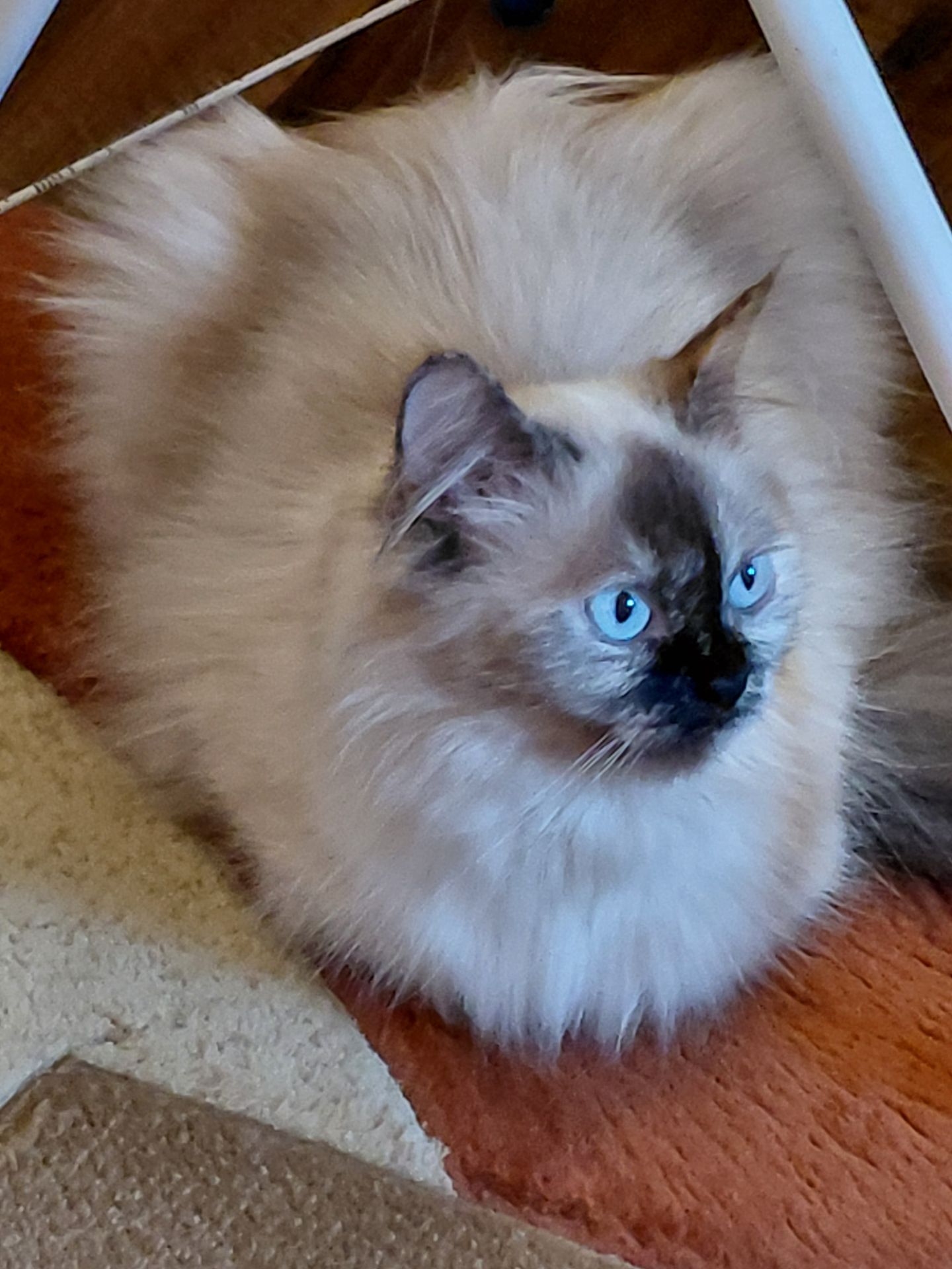 Кошенят породи регдол