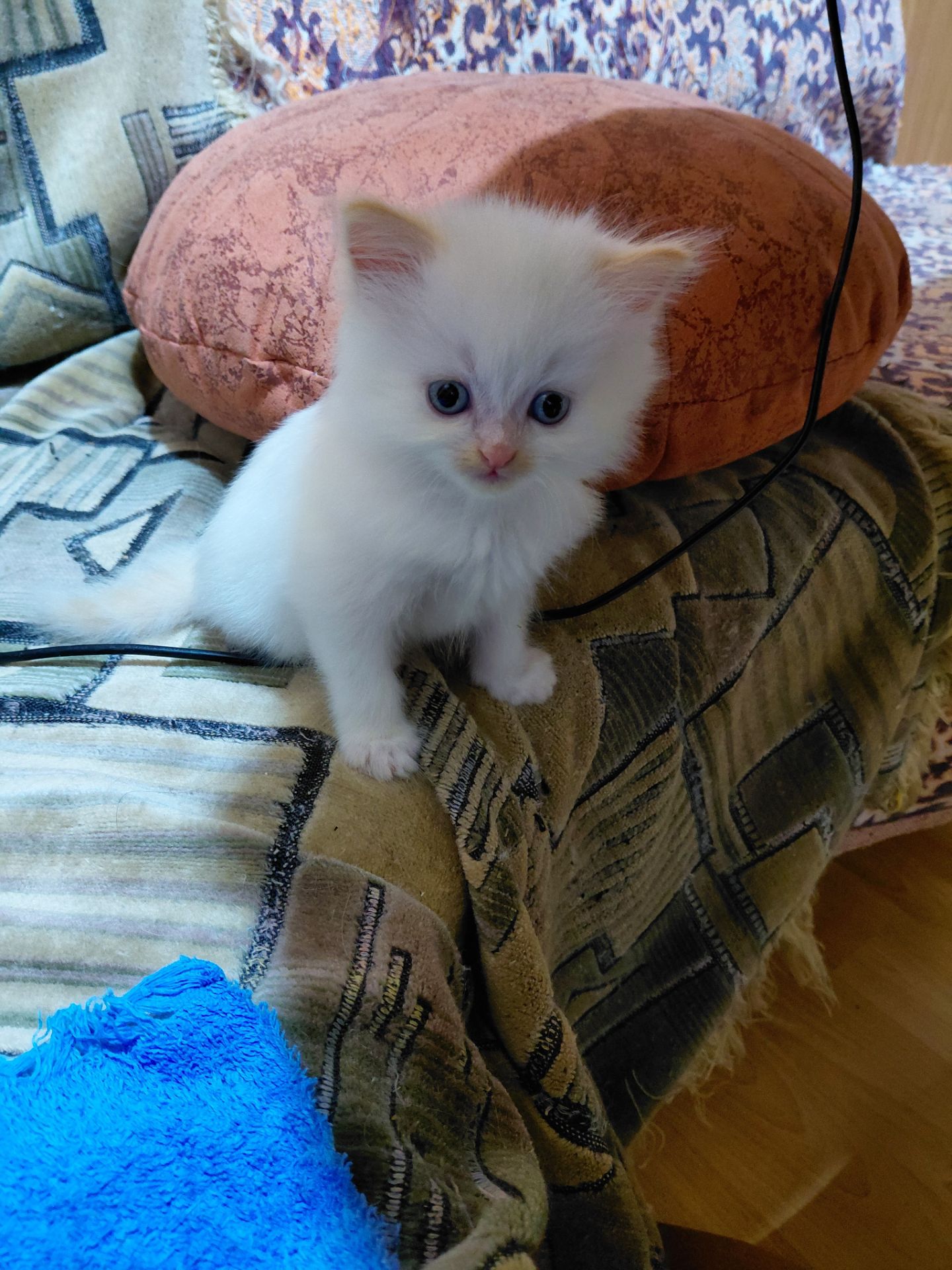 Кошенят породи регдол