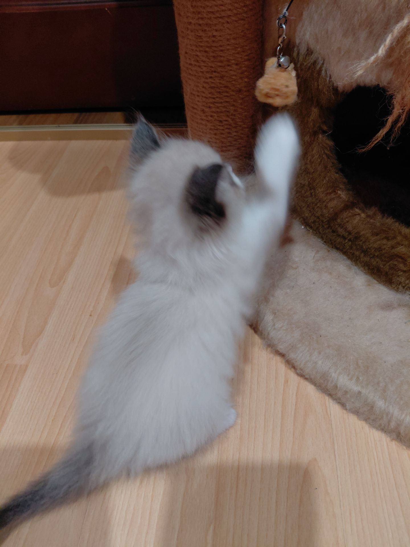 Кошенят породи регдол