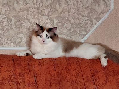 Кошенят породи регдол