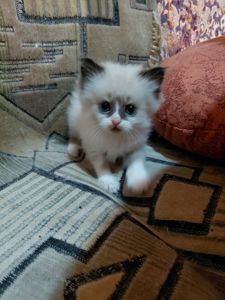 Кошенят породи регдол