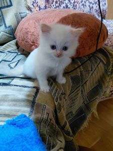 Кошенят породи регдол