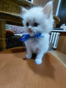 Кошенят породи регдол