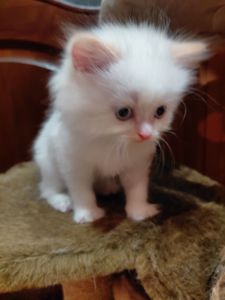 Кошенят породи регдол