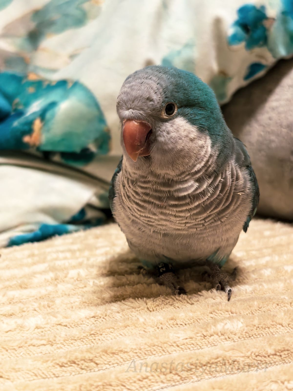 Квакер пара