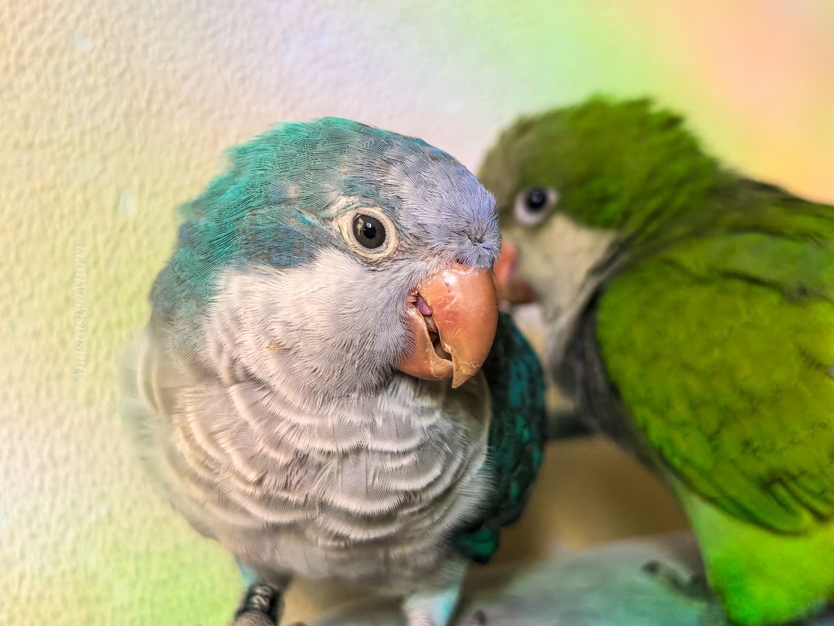 Квакер пара