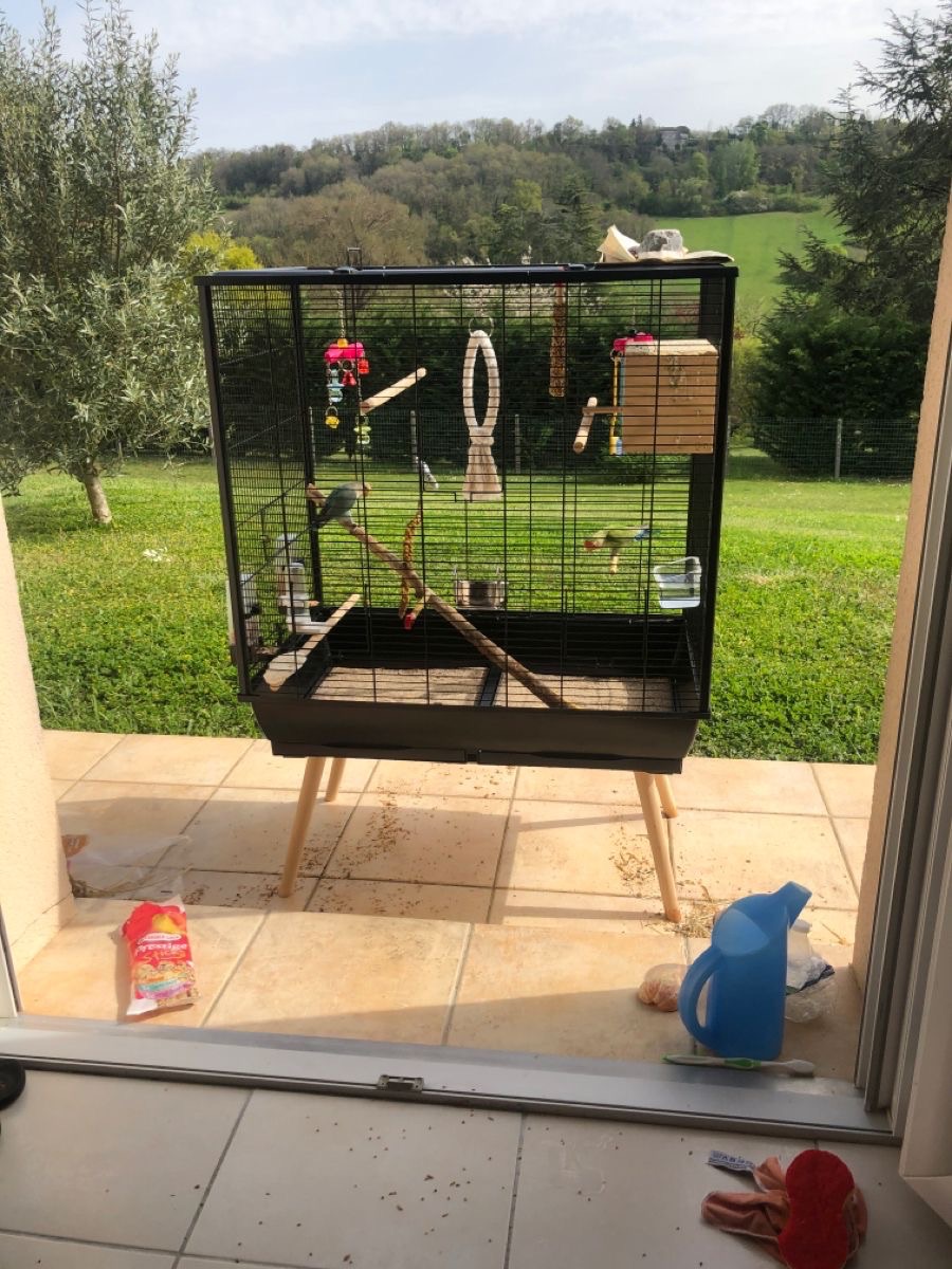 Квакер пара