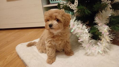 Цуценята Мальтіпу Ф1 в Києві