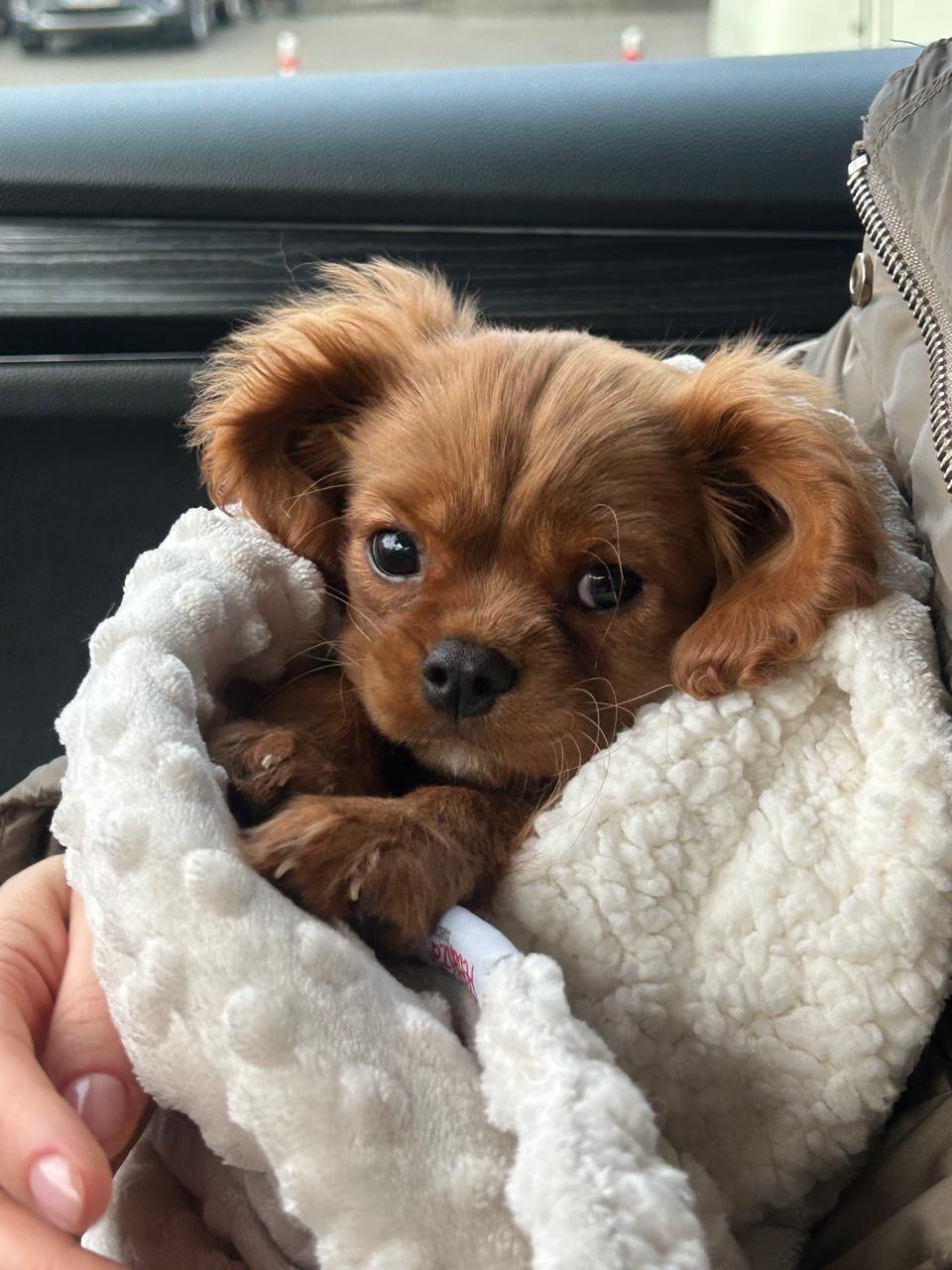 Кавалер Кінг Чарльз спанієль