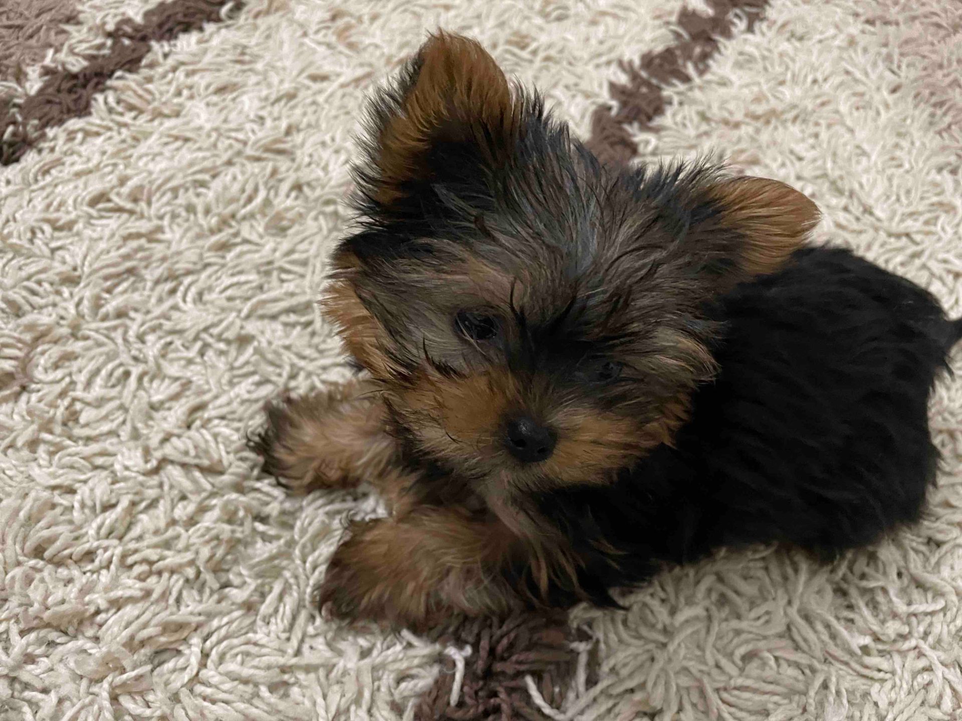 Цуценя йорка