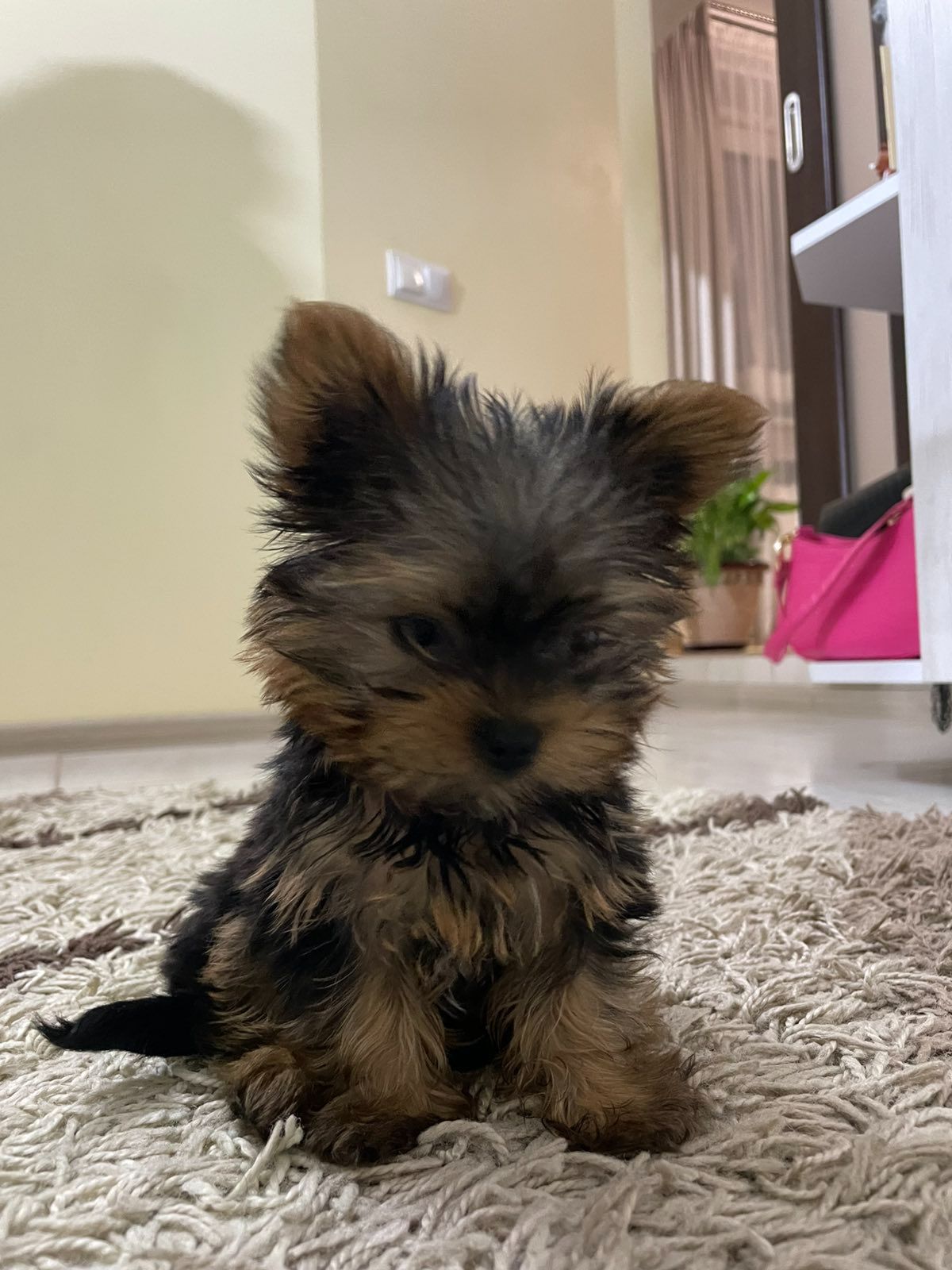 Цуценя йорка