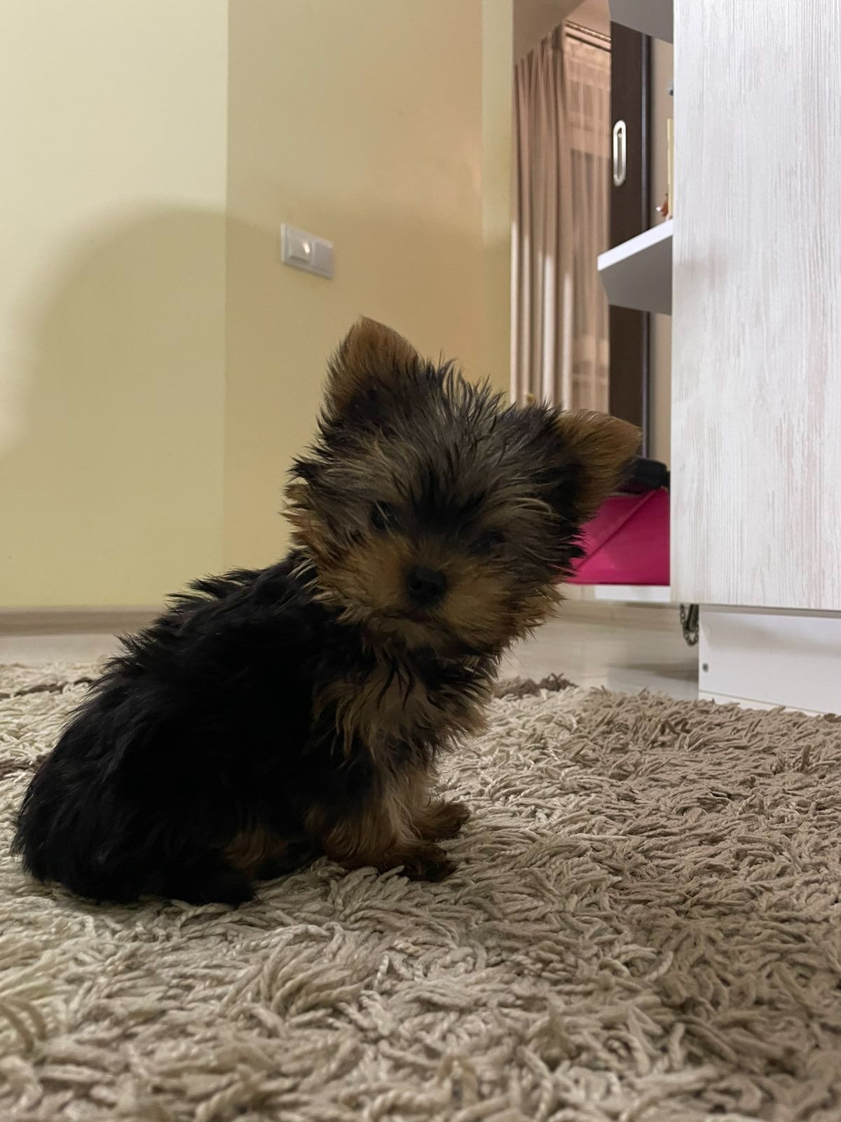 Цуценя йорка