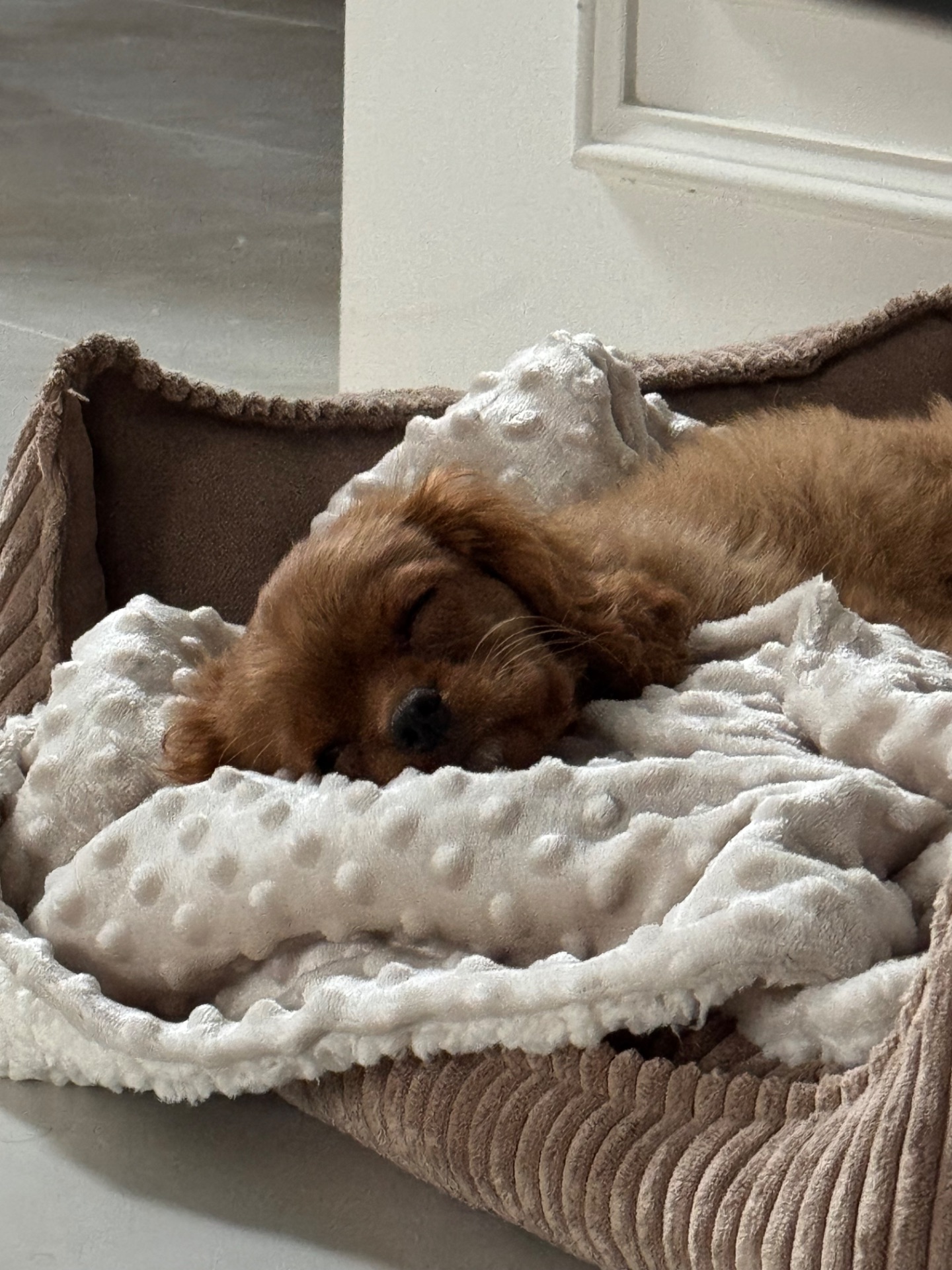 Кавалер Кінг Чарльз спанієль