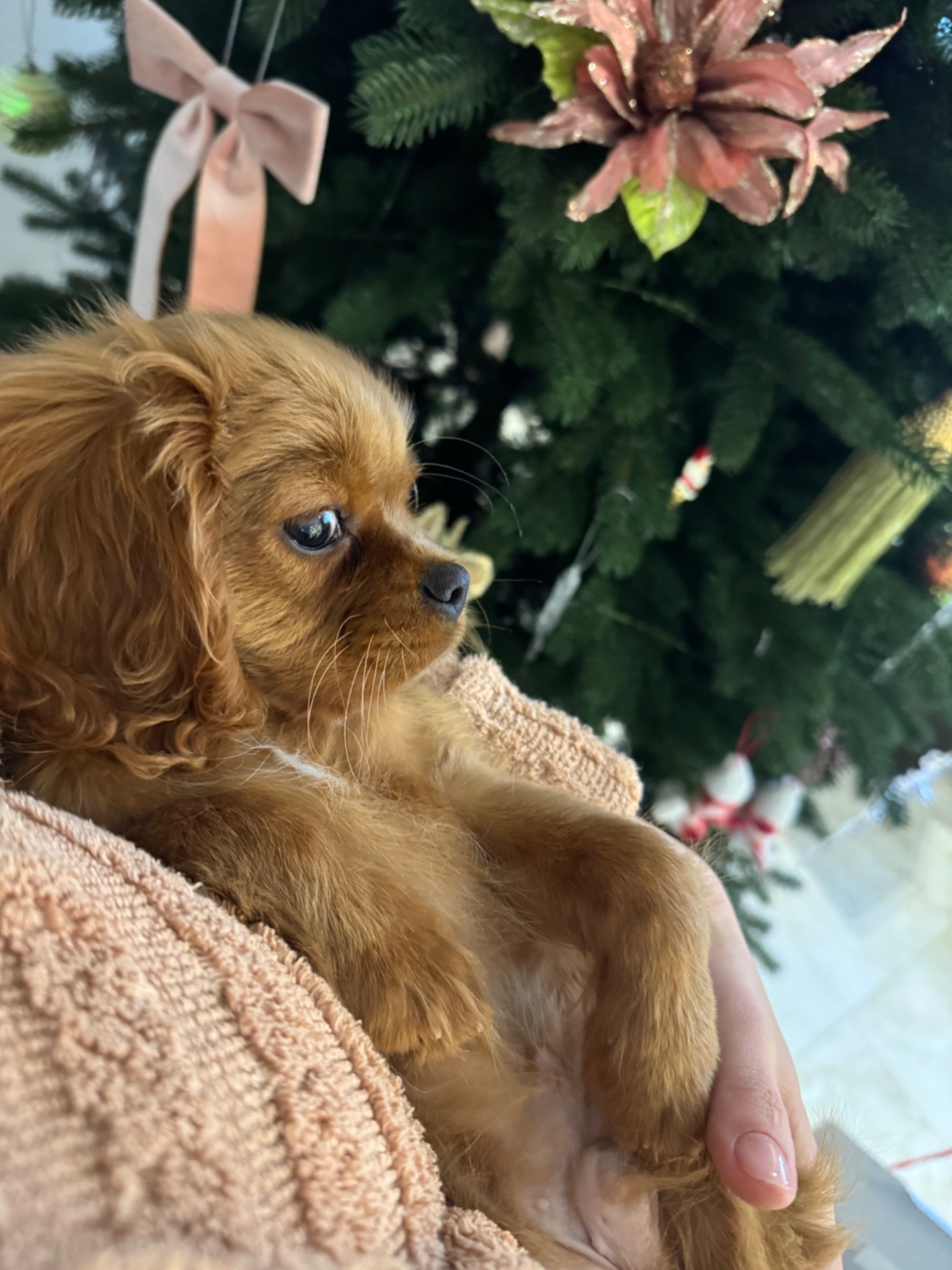 Кавалер Кінг Чарльз спанієль