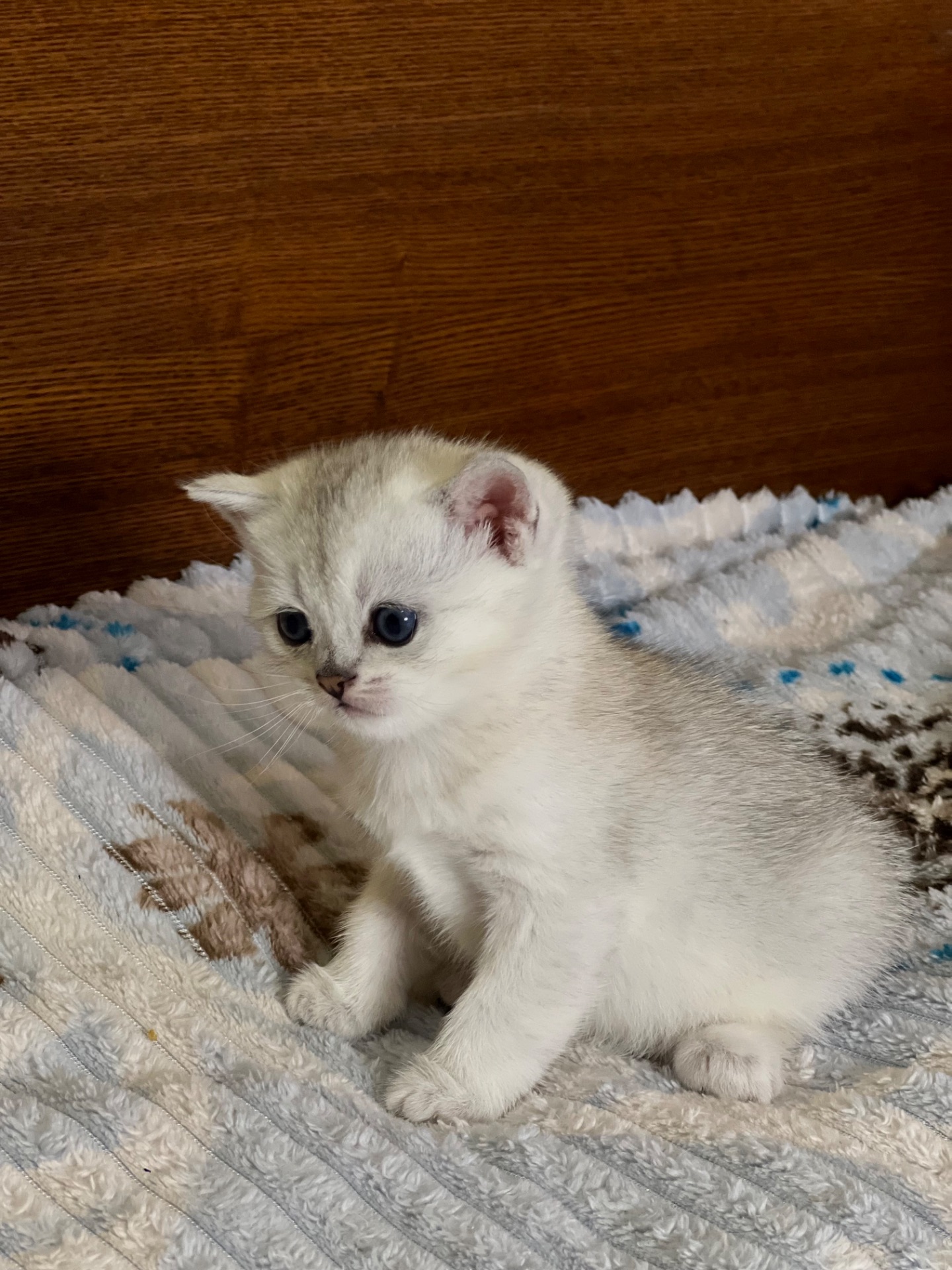 Шотландські прямовухі хлопчики